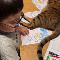 塗り絵をしている子どもと目の前で横になっている猫