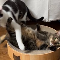 去ろうとする白黒猫