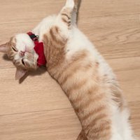 あざとい猫
