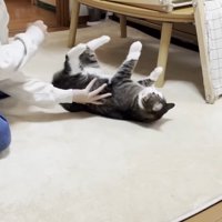 四つ足を上に向けた姿