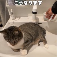 動かず座り続ける猫