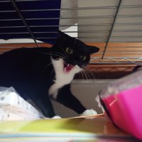 警戒心丸出しの猫