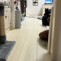 リビングの奥にいる黒猫（下半身見切れ）