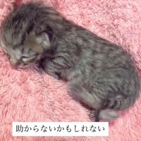 生まれたばかりの子猫