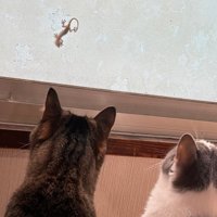 ヤモリを見つめる2匹の猫の後ろ姿