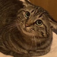 香箱座りをしているイカ耳のキジトラ（瞳孔開き気味）