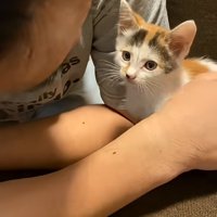 目を丸くする子猫