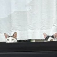 窓際にいる猫