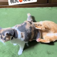茶トラ猫の顔に座る猫