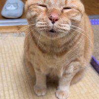 飼い主を見て小さく口を開く猫