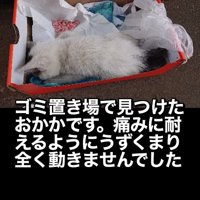 段ボールの中に入っている子猫