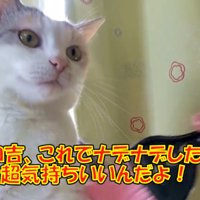 ミニほうきで身体を撫でられる三毛猫