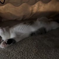 こたつで寝る猫