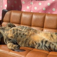 ソファに仰向けに寝る猫