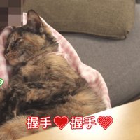 握手する猫