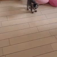 手を見る子猫
