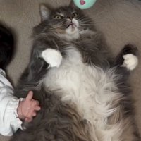 仰向けになって腕を動かす猫