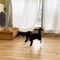 寝ている茶トラ猫と飛び上がる白黒猫