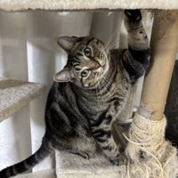 見つめる猫