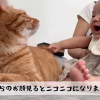 見合う猫と赤ちゃん