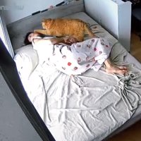 飼い主の頭に前足で触れる猫