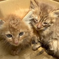 くっついている2匹の子猫