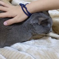背中を撫でられる猫