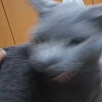 ブレた姿