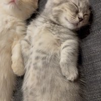 ソファで眠る2匹のマンチカン