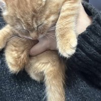 抱っこされ眠る子猫