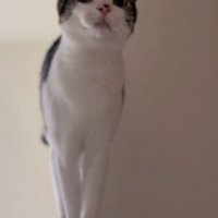 立っている成猫