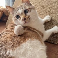 毛玉ボールを乗せた猫