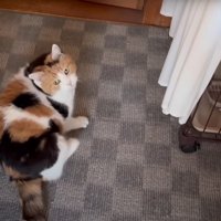 振りむいている猫