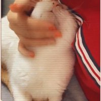 あごをなでられる猫