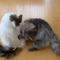 ニャンプロ