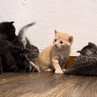 子猫たちのにゃんプロ開始（お互いぶつかり始めたところ）