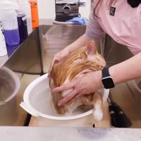 左前足を上げて