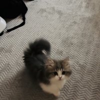 ママさんの呼び掛けに返事する子猫