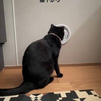 換気口を見ている猫の後ろ姿