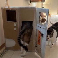 段ボールハウスの中に入ろうとしている猫とそれを見ている猫
