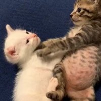 向かい合って座る幼いこむぎくんとこゆきちゃん