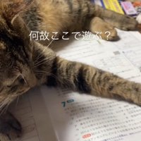 問題集に乗る猫