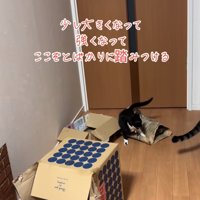 踏みつける猫