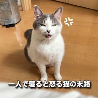 座って怒っている猫