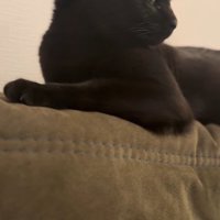 体を起こして遠くを見つめる猫