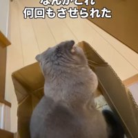 段ボールの中に座っている猫