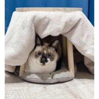 こたつに入る猫