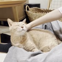 娘さんの脚の隙間に収まり、背中を撫でられて目を細める猫ちゃん