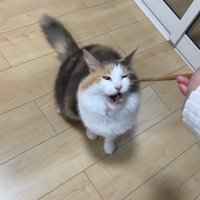 おいしそうに食べる猫