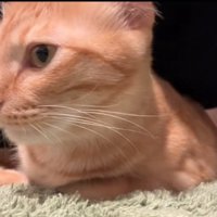 体の下で休む猫